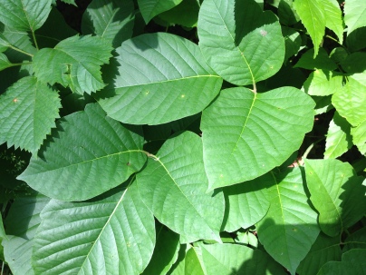 Rhus Tox, also known as Poison Ivy, with the smooth leaves.  Leaves of three, let it be.  