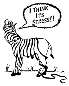 zebra_Stress